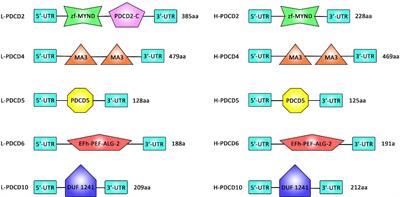 Interplay Between Non-Coding RNAs and Programmed Cell Death Proteins